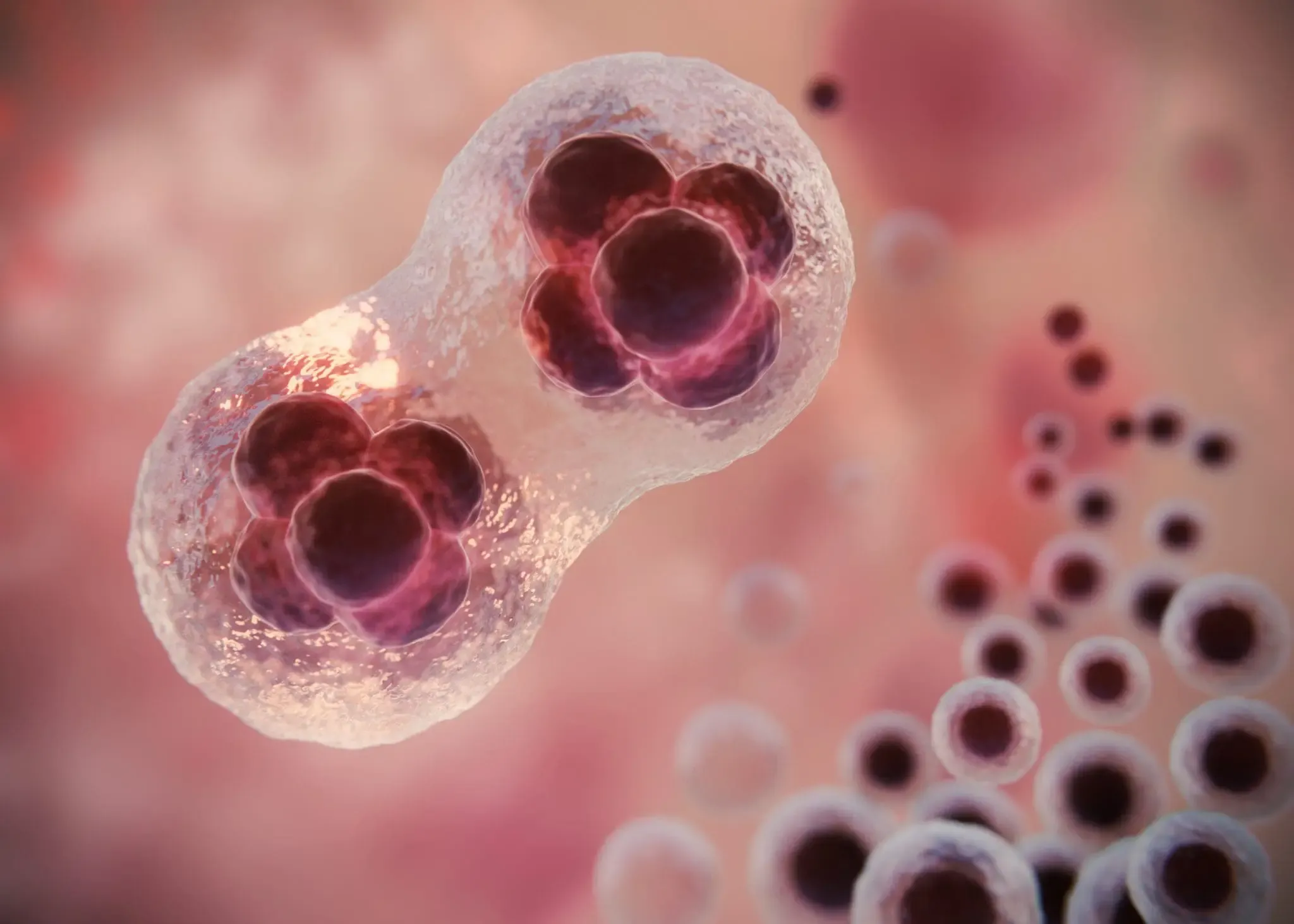 Blastocisto en tratamiento de fertilización in vitro en Medellín - reproducción asistida